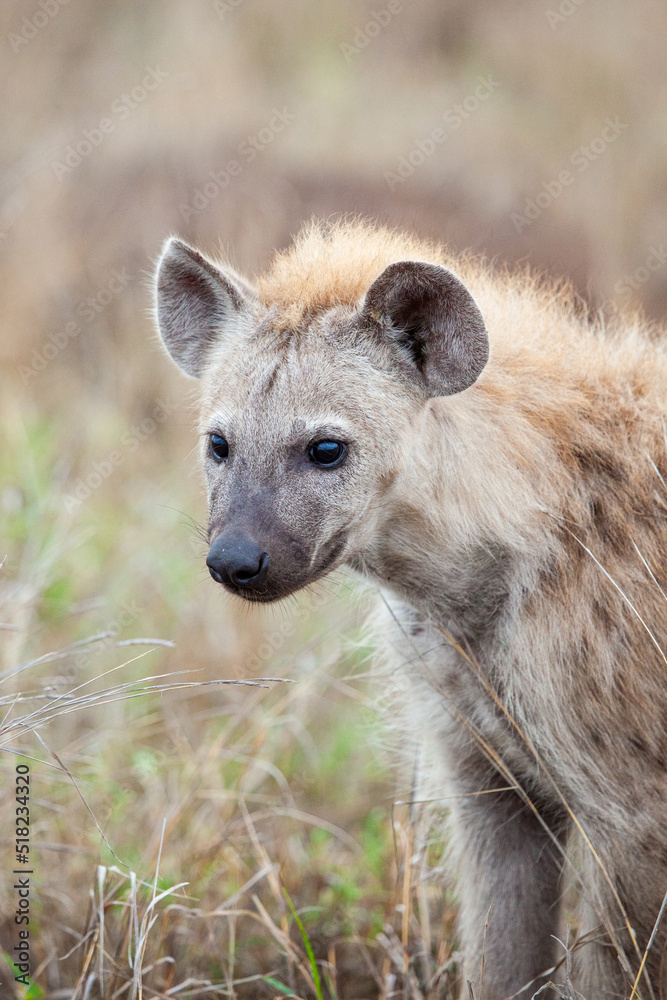 Young hyena sitting at the entrance of its den in the Kruger Park, South Africa Young hyena sitting at the entrance of its den in the Kruger Park, South Africa