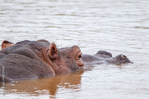 Young Hippopotamus surfaces to check it is safe to leave the water baring her teeth in the Kruger Park, South Africa