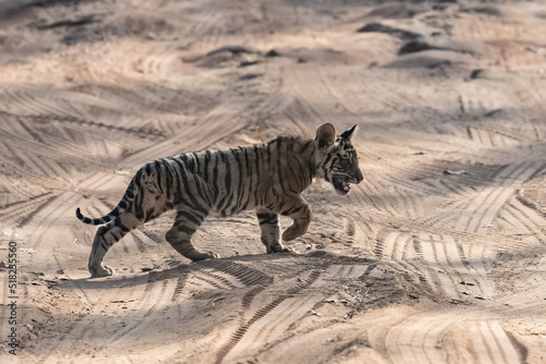 A wild baby tiger  two months old  crossing the dirt road in the forest in India  Madhya Pradesh 