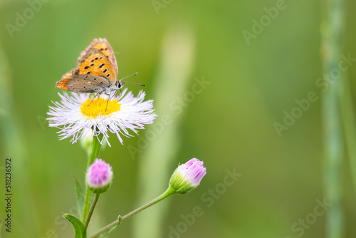 花の蜜を吸う蝶