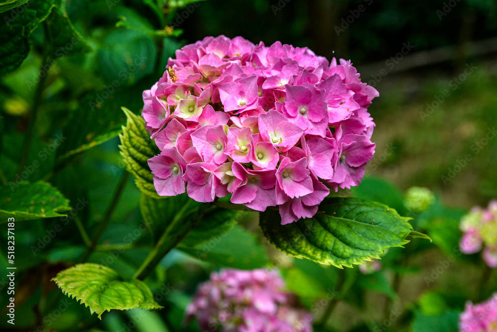 hydrangea in pink and purple hydrangea in pink and purple