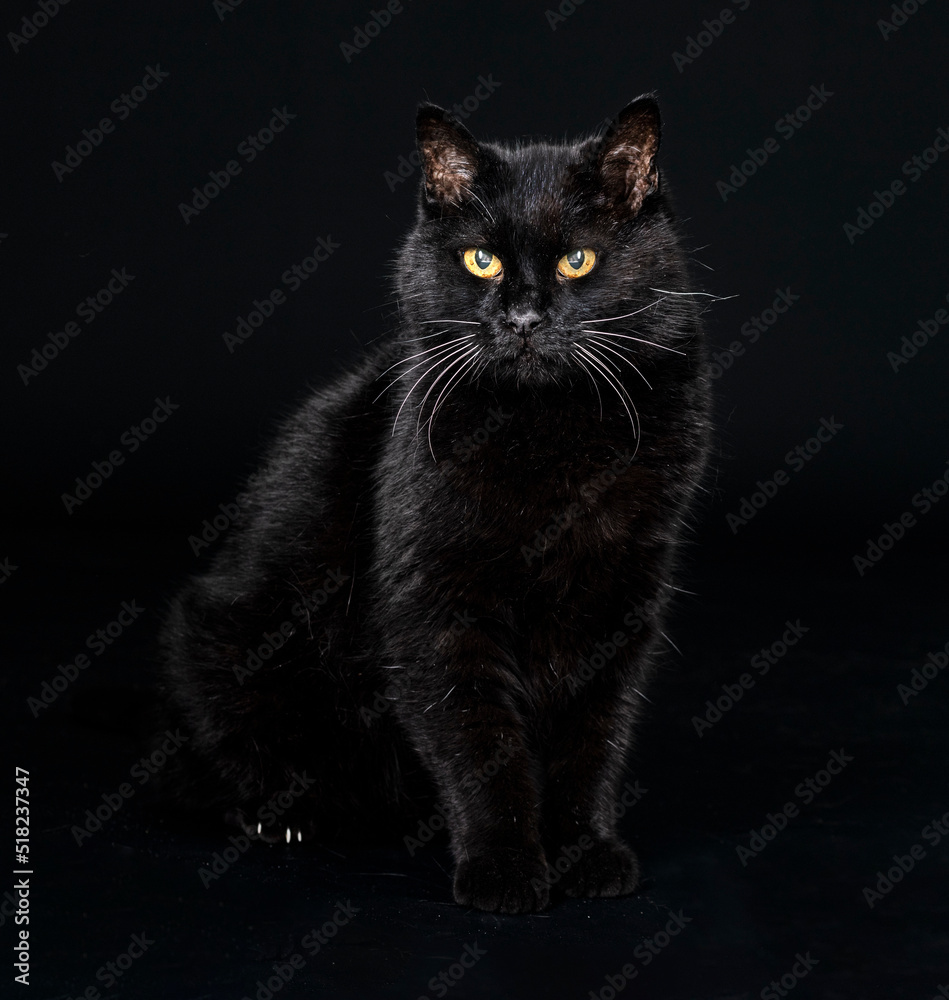 black cat in studio black cat in studio