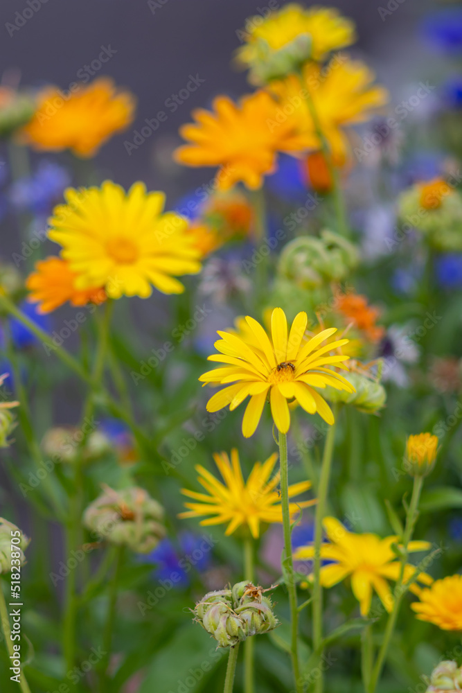 Floral background, fly on decorative marigold flower