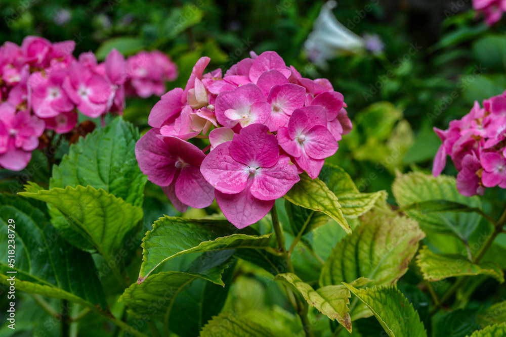 hydrangea in pink and purple hydrangea in pink and purple