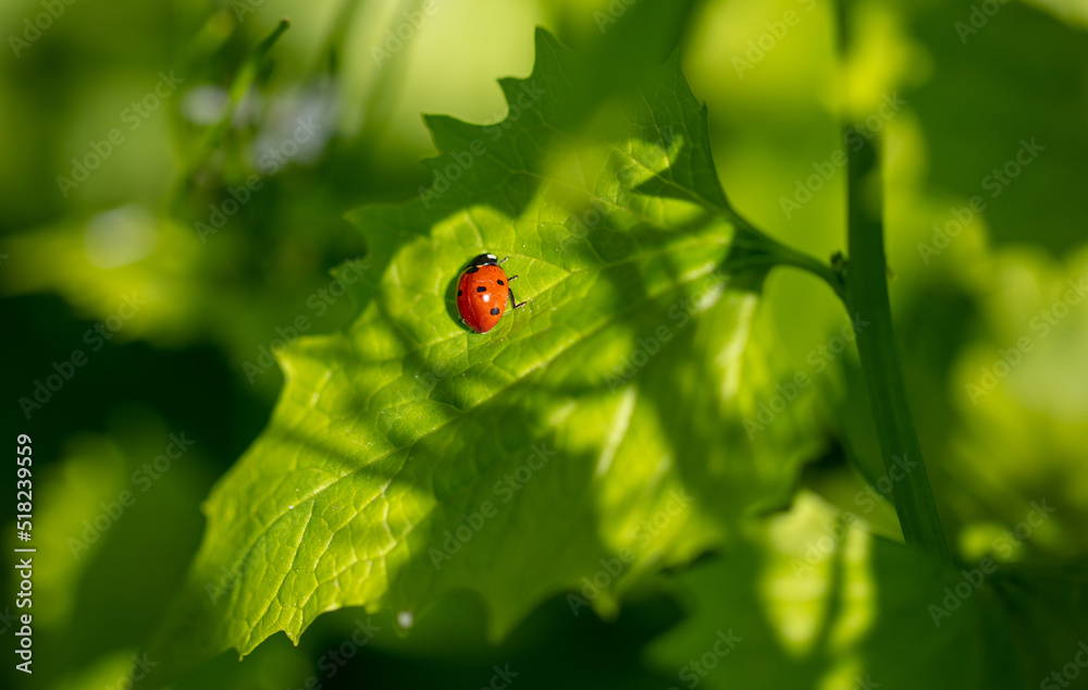Obraz premium Ladybug on a green leaf in nature.