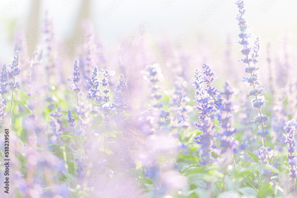 Naklejka premium close up of lavender flowers in pastel blue color