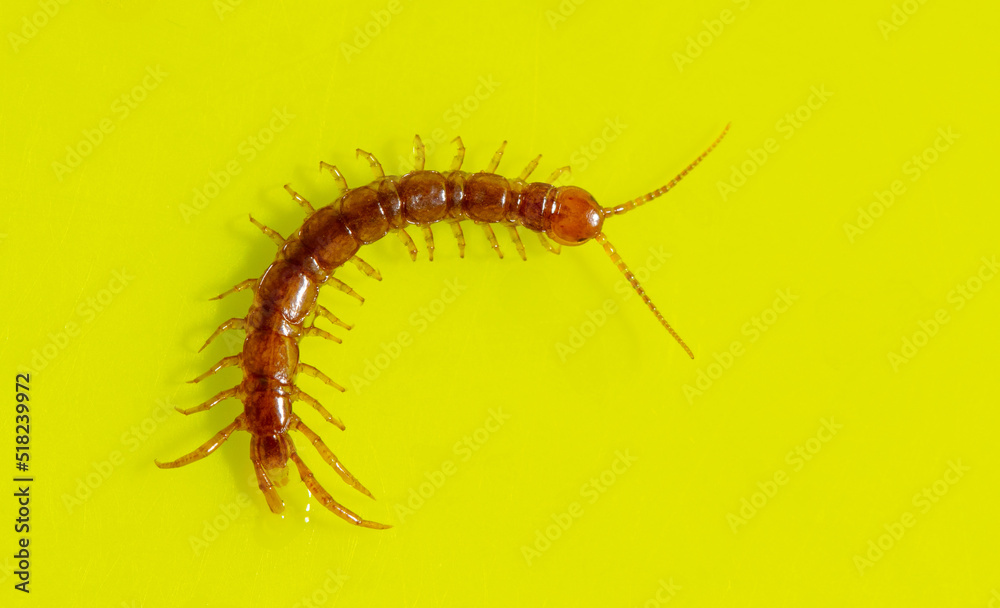 Centipede isolated on yellow background.