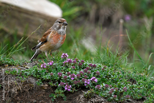 Common linnet // Bluthänfling  (Linaria cannabina) - Montenegro