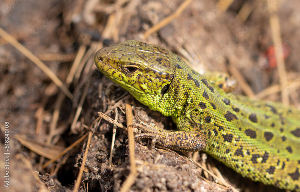 Naklejka premium Green lizard on the ground in spring.