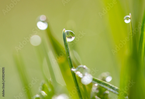 Dew drops on green grass in the morning.