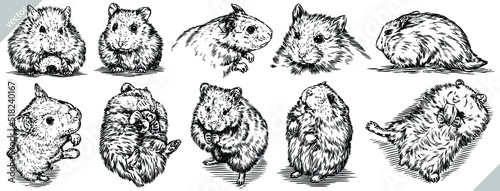 Vintage engrave isolated hamster set illustration ink rat sketch. Wild mouse background line guinea pig vector art