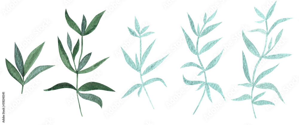 Hand drawn watercolor light and dark green colored wild plants and leaves isolated on white background. Aquarelle set of design elements.