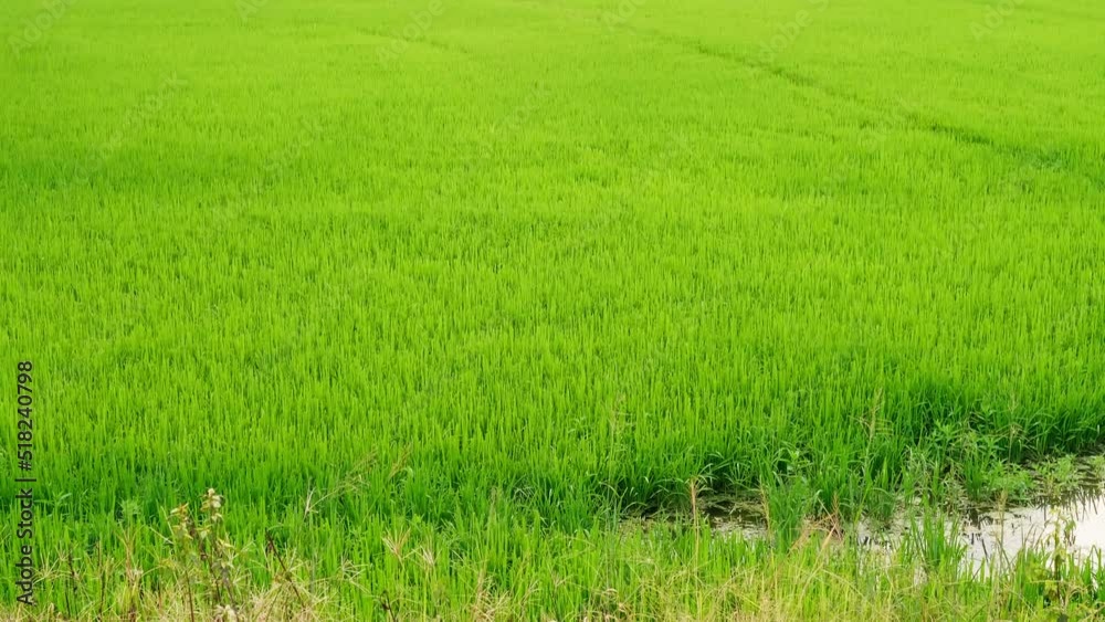 The beautiful rice plants in a gorgeous paddy field on organic farms at sunset time. slow motion. The beautiful rice plants in a gorgeous paddy field on organic farms at sunset time. slow motion.