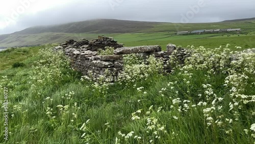 Abandoned fishing huts on Rousay, Orkney with Cow Parsley blowing in the wind photo