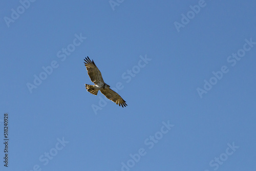 Aguila en el Parc Natural dels Voltors, Alcoy, España