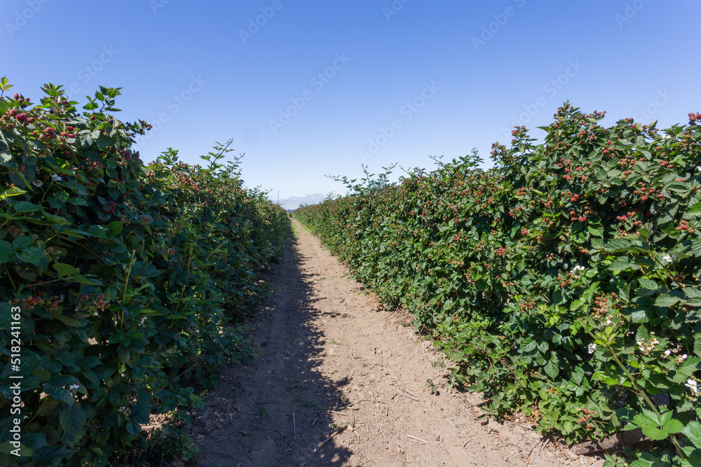 Boysenberry or blackberry ripening in the field