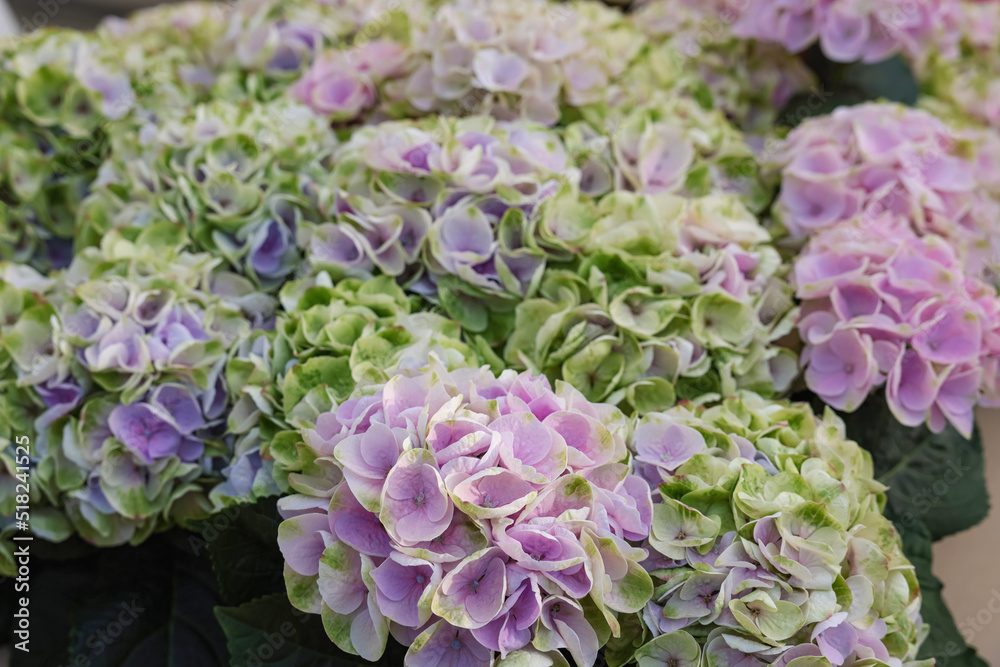 Beautiful hydrangea plant with colorful flowers as background, closeup Beautiful hydrangea plant with colorful flowers as background, closeup