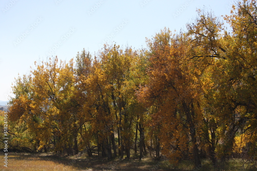 Fototapeta premium Cottonwood trees in early Fall