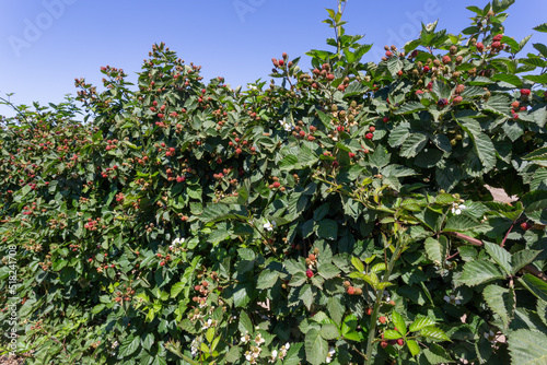 Boysenberry or blackberry ripening in the field