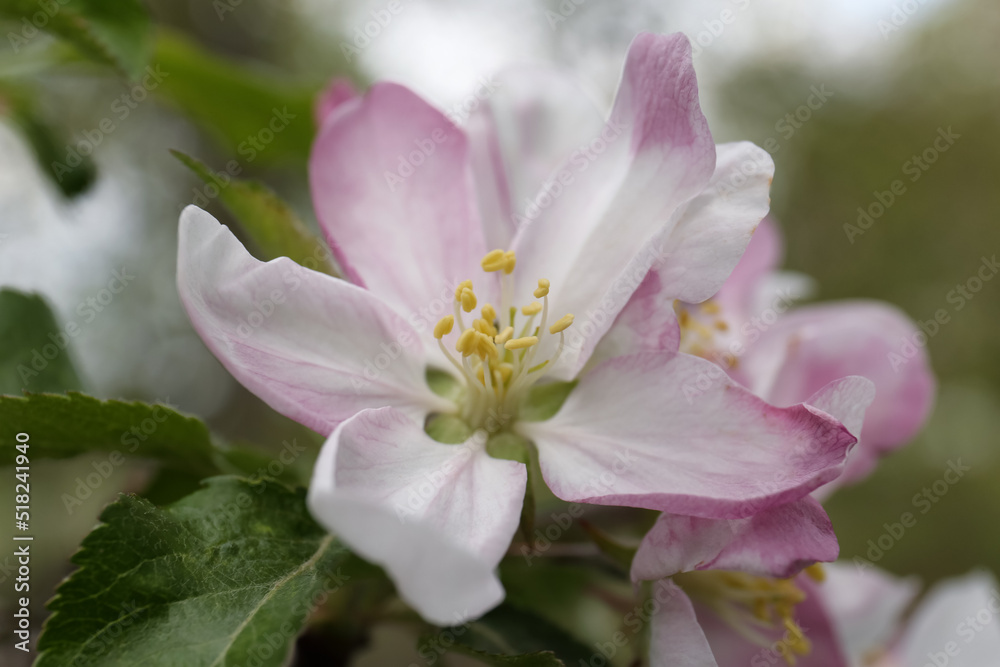 Beautiful pink flower of blossoming apple tree, closeup view. Spring season Beautiful pink flower of blossoming apple tree, closeup view. Spring season