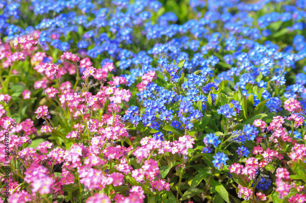 Beautiful pink and blue forget me not flowers, closeup