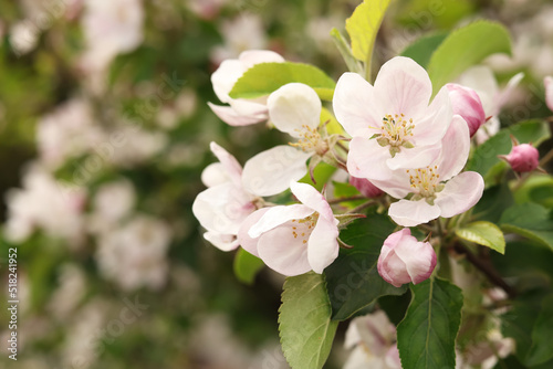 Apple tree with beautiful blossoms on blurred background  closeup and space for text. Spring season