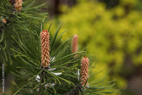 Pine tree with blossoms outdoors on spring day  closeup. Space for text