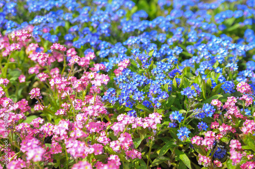 Beautiful pink and blue forget me not flowers  closeup