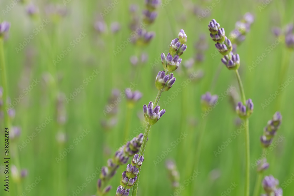 Fototapeta premium Beautiful lavender on blurred background, closeup. Space for text