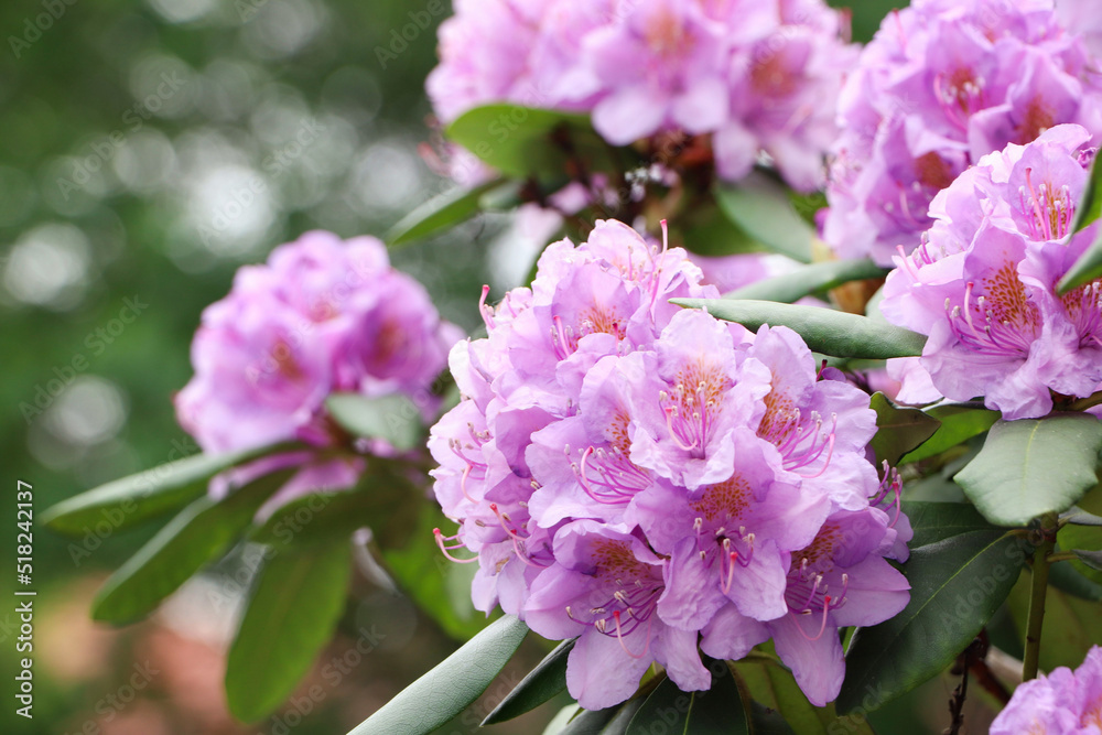 Beautiful violet rhododendron flowers on bush outdoors, closeup Beautiful violet rhododendron flowers on bush outdoors, closeup