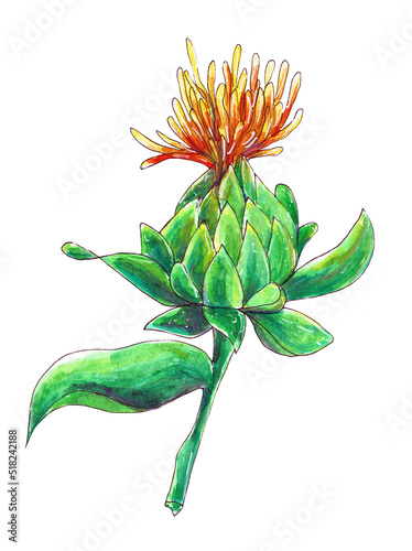 Watercolor illustration with sufflower. An isolated object on a white background.