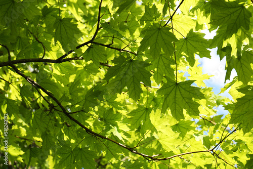 Beautiful maple tree with green leaves outdoors, low angle view