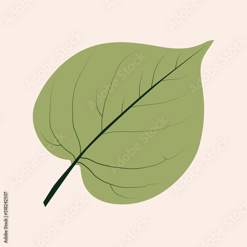 illustration of Lauraceae Smilacaceae leaves with green color and dark green stalk
