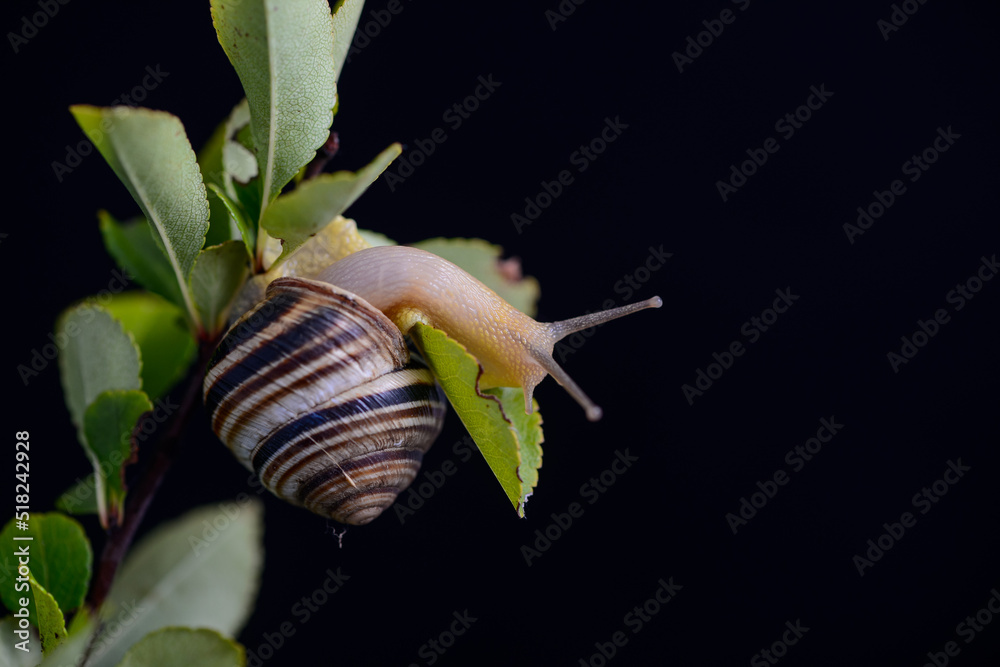 snail with a striped shell on a green branch on a black background
snail with a striped shell on a green branch on a black background