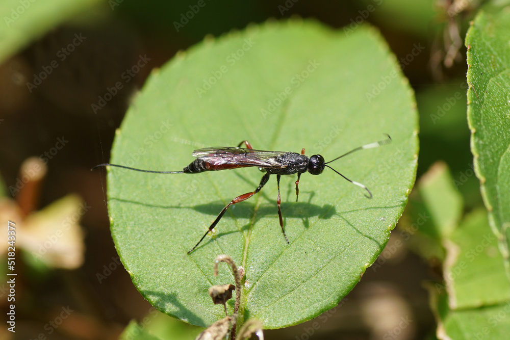 Close up female parasitic wasp Xorides on a leaf. Subfamily Xoridinae, family ichneumon wasps or ichneumonids (Ichneumonidae). Dutch garden. Summer, July, Netherlands. Close up female parasitic wasp Xorides on a leaf. Subfamily Xoridinae, family ichneumon wasps or ichneumonids (Ichneumonidae). Dutch garden. Summer, July, Netherlands.