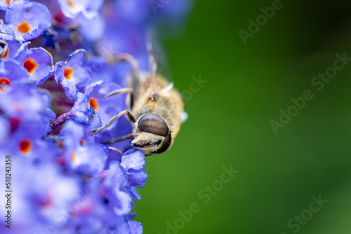Close up of a western or european honey bee, Apis mellifera, feeding nector on a purple Buddleia, Buddleja sp, in a Belgian garden. High quality photo photo