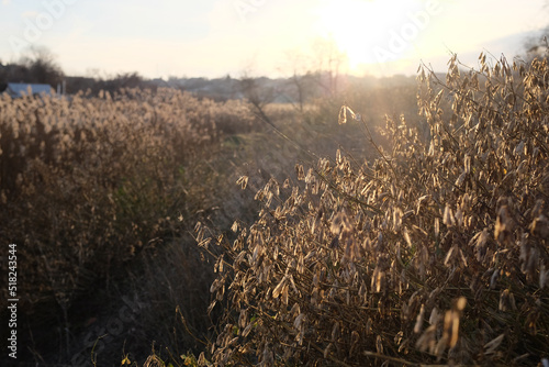 Fotografija dry reeds rustle in the sun in autumn