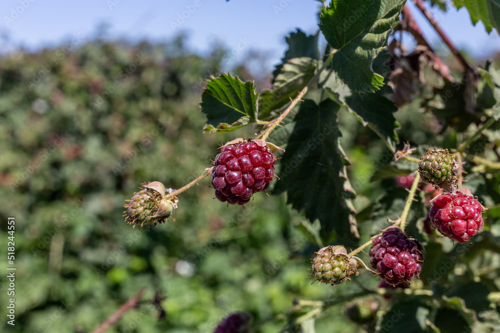Boysenberry or blackberry ripening in the field Boysenberry or blackberry ripening in the field