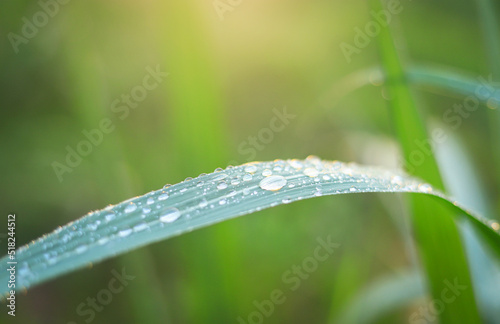 water drop on sugar cane leaf in local sugar cane farm in rainy season. selective focus.