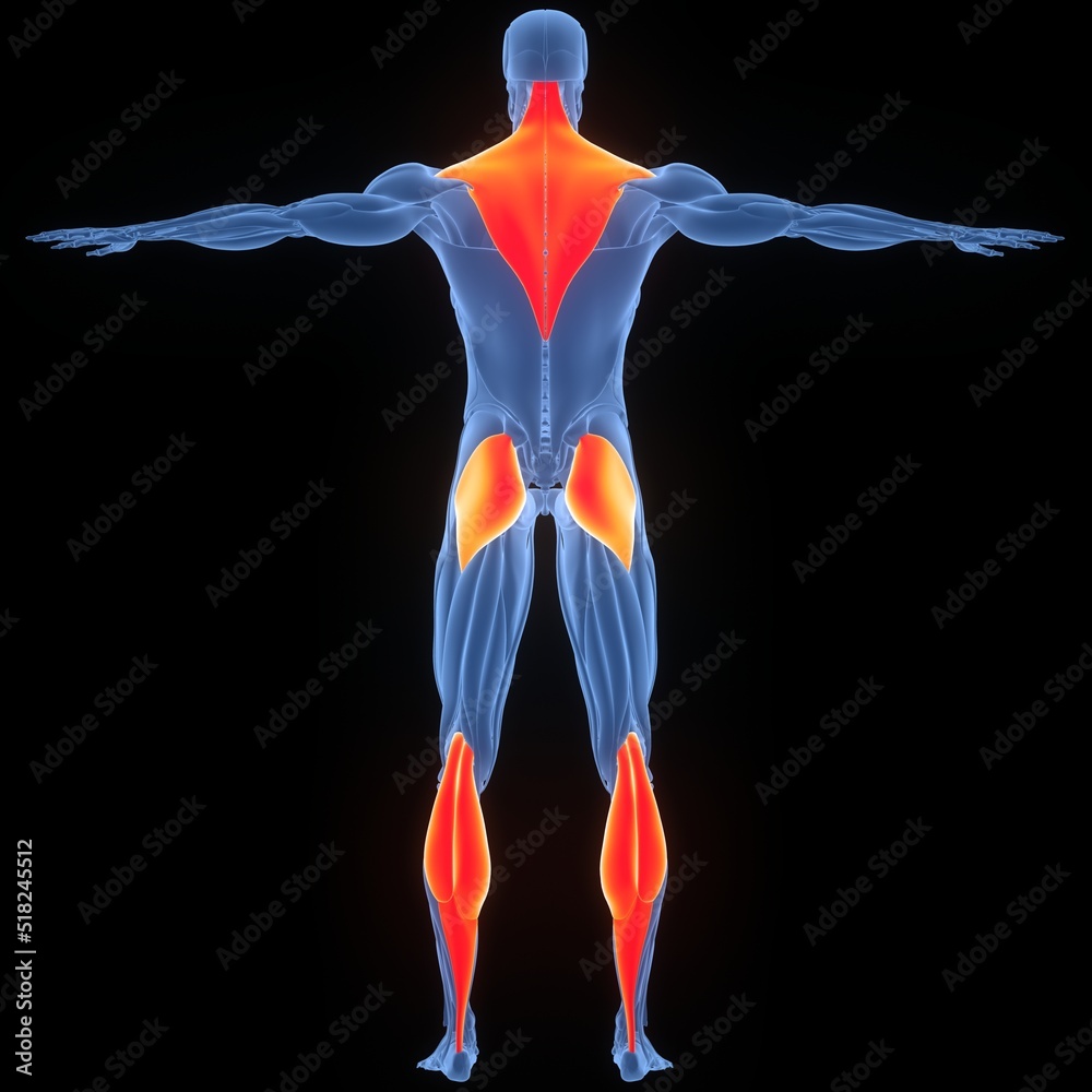 Human Muscular System Trapezius, Gluteus Maximus and Gastrocnemius ...
