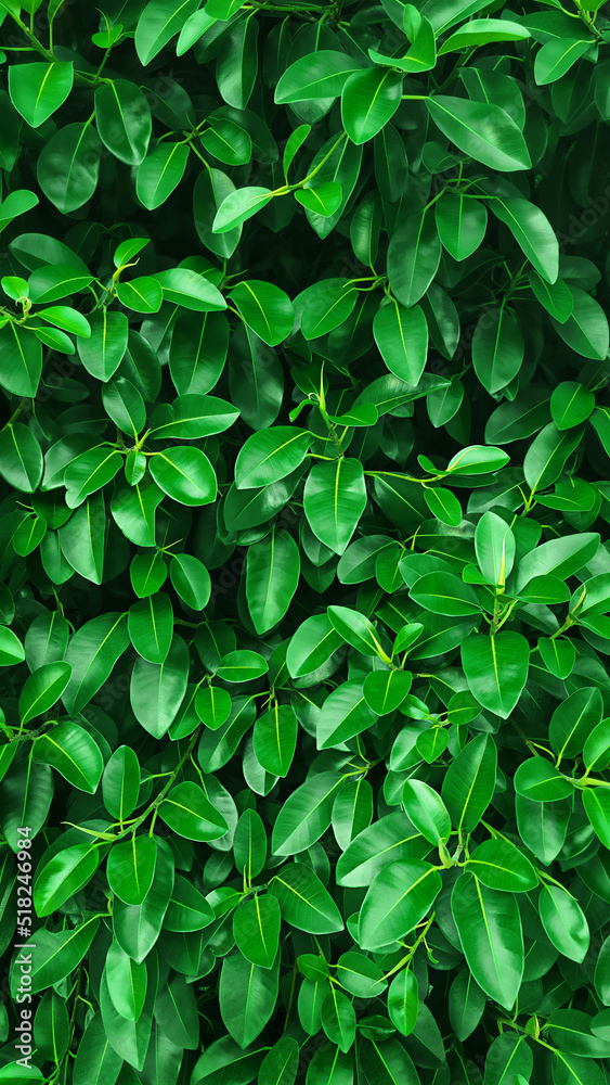 Abstract background of tropical green leaves Abstract background of tropical green leaves