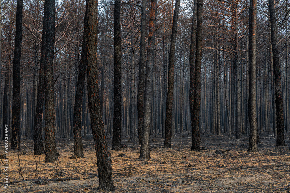 State of the Scots pine forest after a fire in the Sierra de la Culebra, Zamora, Spain. State of the Scots pine forest after a fire in the Sierra de la Culebra, Zamora, Spain.