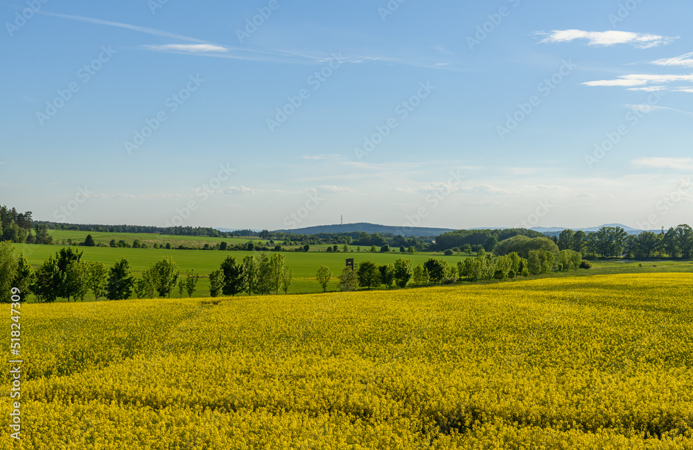 landscape with yellow rape field, meadows and forests