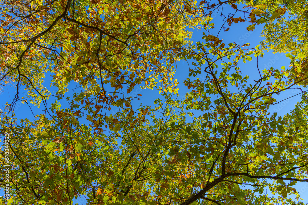looking up to the blue sky through canopy of colored trees looking up to the blue sky through canopy of colored trees