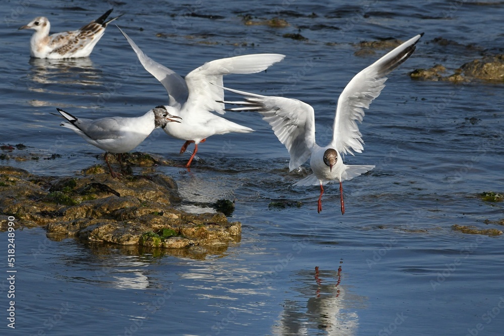 mouette sur l'océan 6 mouette sur l'océan 6