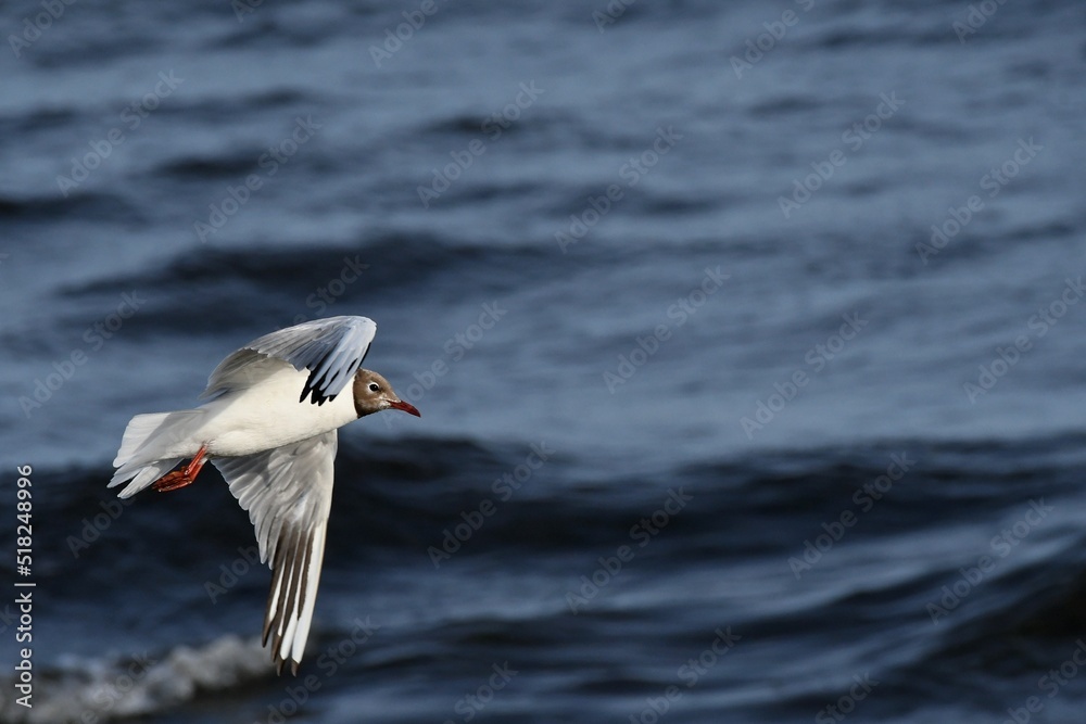 mouette sur l'océan 1 mouette sur l'océan 1