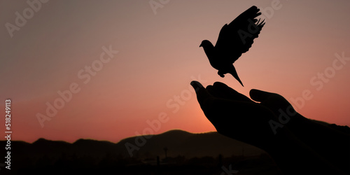 Freedom silhouette of pigeons and released hands, hope, peace, liberty, nature, morning sun. Freedom and independence concept.