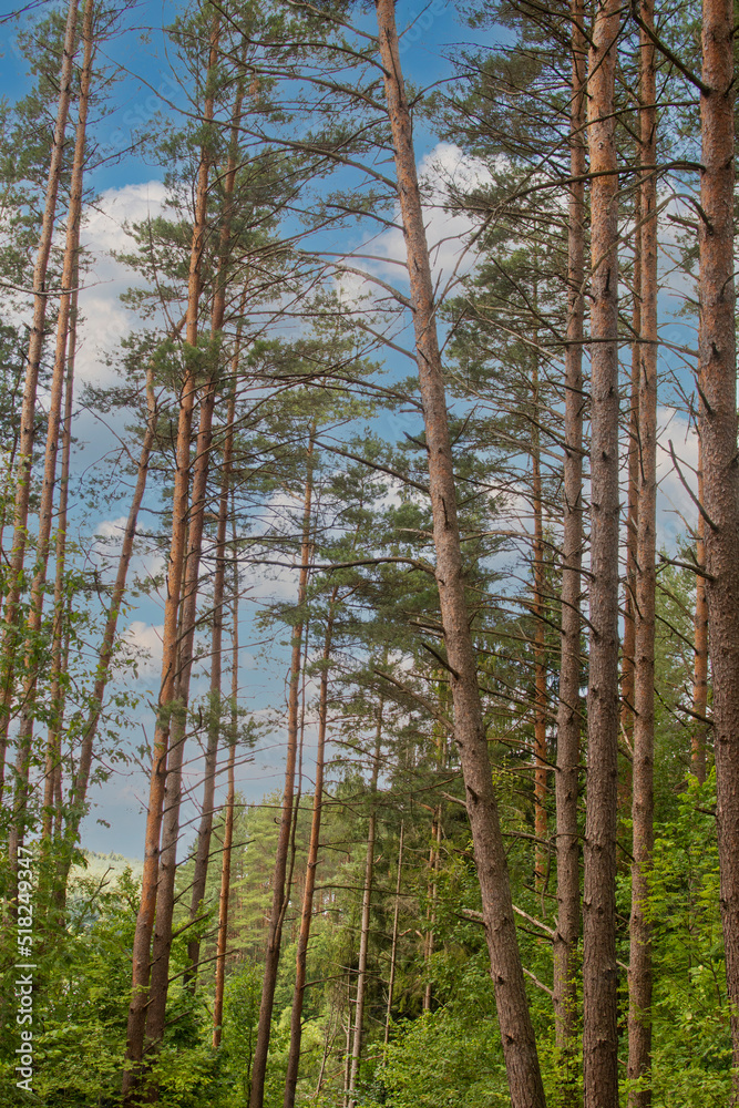 Beautiful summer green forest in summer, Belarus Beautiful summer green forest in summer, Belarus