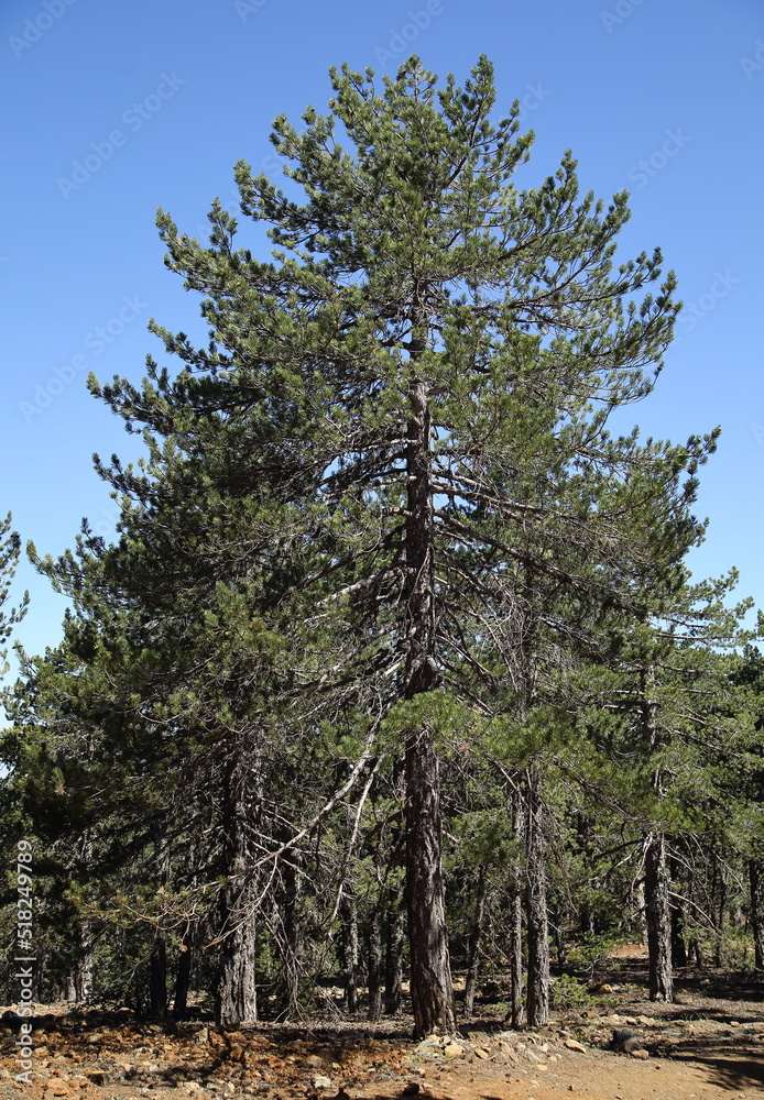 Fototapeta premium pine trees in the forest