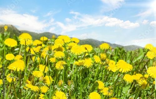 Bright yellow dandelions against a blue sky